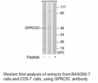 Product image for GPRC5C Antibody