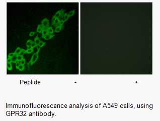 Product image for GPR32 Antibody
