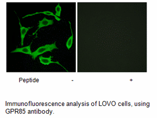 Product image for GPR85 Antibody