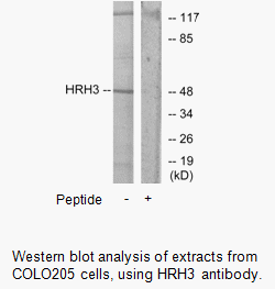 Product image for HRH3 Antibody