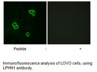 Product image for LPHN1 Antibody