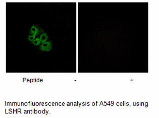 Product image for LSHR Antibody