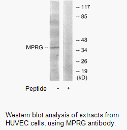 Product image for MPRG Antibody