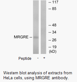 Product image for MRGRE Antibody
