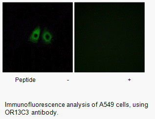 Product image for OR13C3 Antibody