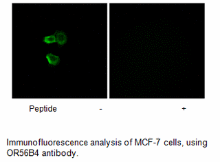 Product image for OR56B4 Antibody