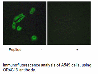 Product image for OR4C13 Antibody