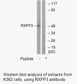 Product image for RXFP3 Antibody