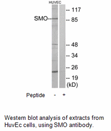 Product image for SMO Antibody