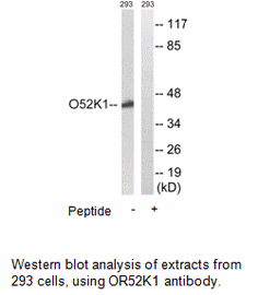 Product image for OR52K1 Antibody