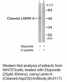 Product image for Lamin A (Cleaved-Asp230) Antibody