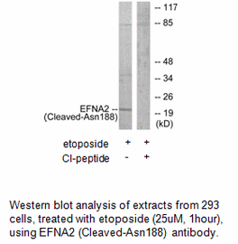Product image for EFNA2 (Cleaved-Asn188) Antibody