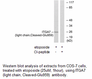 Product image for ITGA7 (light chain,Cleaved-Glu959) Antibody