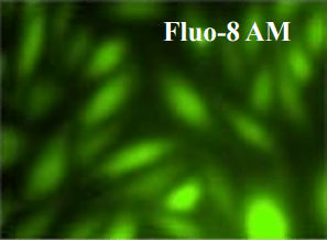 Fluo-8 AM