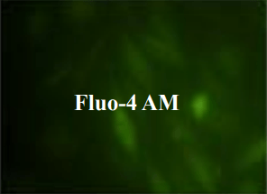Fluo-4 AM