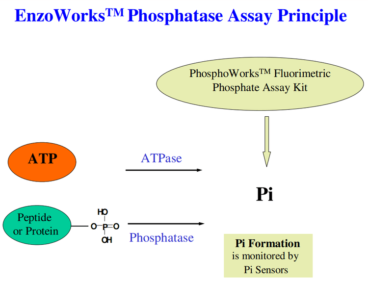 EnzoWorks Phosphatase Assay Principle