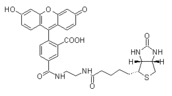 Biotin-4-fluorescein