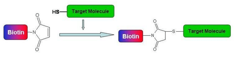 Thiol-Reactive biotin