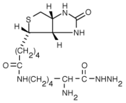 Biocytin hydrazide