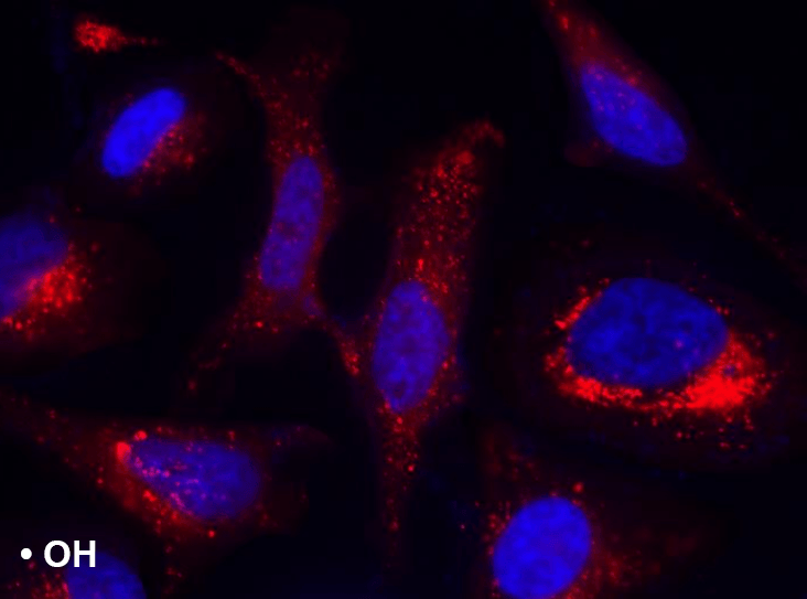 MitoROS OH580 and Hoechst Co-stain