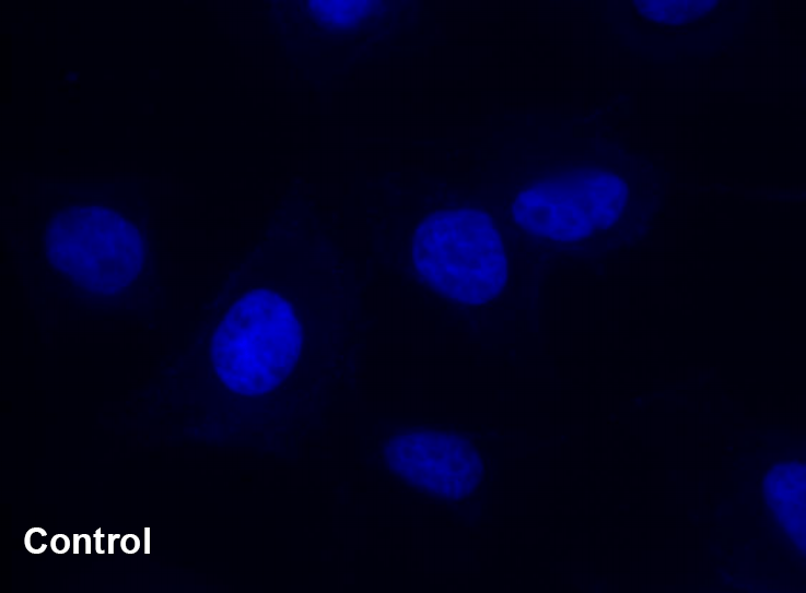 MitoROS OH580 and Hoechst co-stain_control