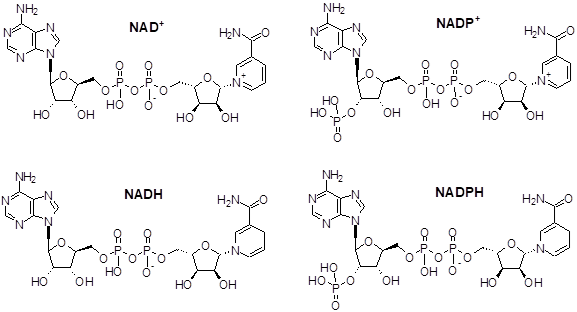 Chemical Structures of NAD+, NADP+, NADH, NADPH