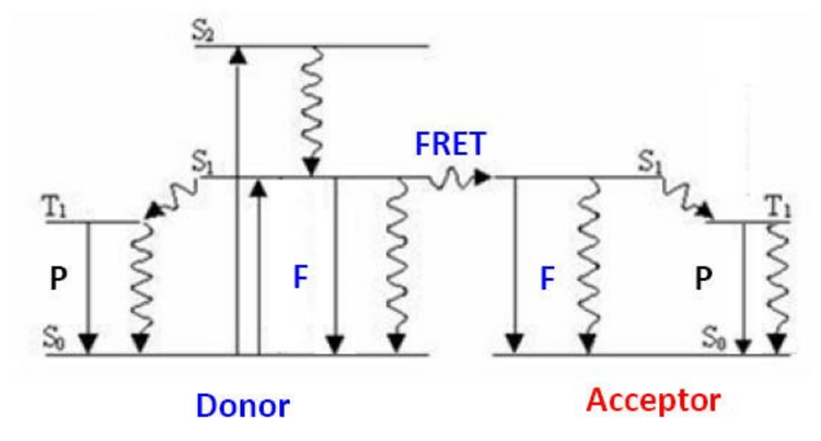 Diagram of FRET process