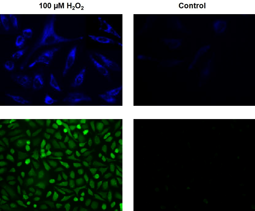 Cell Meter Kits with OxiVision