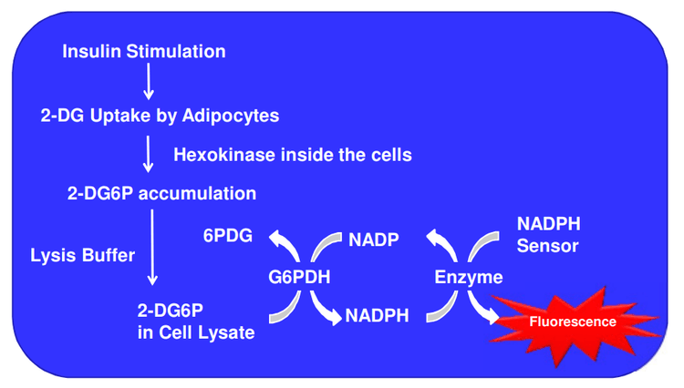 Insulin stimulated glucose uptake