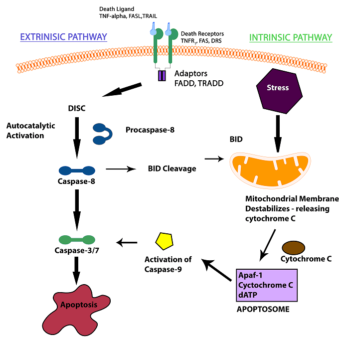 apoptotic signaling pathways