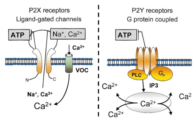 ATP induced calcium influx