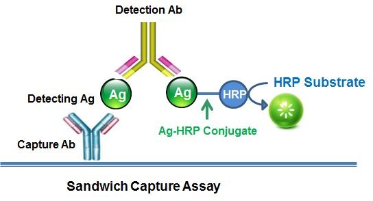Sandwich Capture Assay.