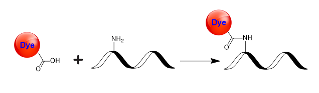 With EDAC or other equivalent activating coupling agents, fluorescent dyes, such as AATOM™ 565 Acid, 5-Isomer, can react readily with the primary amines (R-NH<sub>2</sub>) of proteins, amine-modified oligonucleotides, and other amine-containing molecules. The resulting dye conjugates are quite stable.