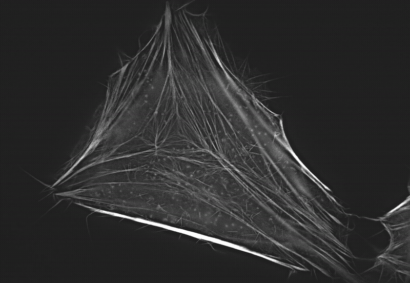 Time-lapse super-resolution fluorescence imaging of live COS-7 cells stained with Actin Lightning™ LC Red. Live COS-7 cells were labeled with Actin Lightning™ LC Red (Cat. #22705) for F-actin staining. Images were acquired on the CSR Biotech MI-SIM microscopy system and reconstructed using 3D-SIM Wiener reconstruction. The time-lapse sequence highlights the dynamic organization and remodeling of the F-actin cytoskeleton in living cells.
Data credit: Data was generated by CSR Biotech on their MI-SIM microscopy system using Actin Lightning™ LC Red from AAT Bioquest.