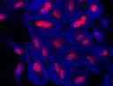 Fluorescence image of HeLa cells fixed with 4% formaldehyde then stained with AF350 Phalloidin (Cat#23150, Blue) and nuclei stain Nuclear Red&trade; DCS1 (Cat#17552, Red), respectively.