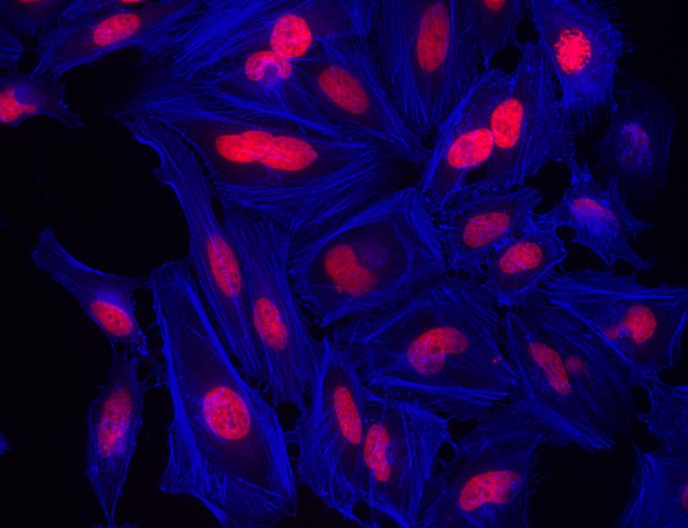 Fluorescence image of HeLa cells fixed with 4% formaldehyde then stained with AF350 Phalloidin (Cat#23150, Blue) and nuclei stain Nuclear Red&trade; DCS1 (Cat#17552, Red), respectively.