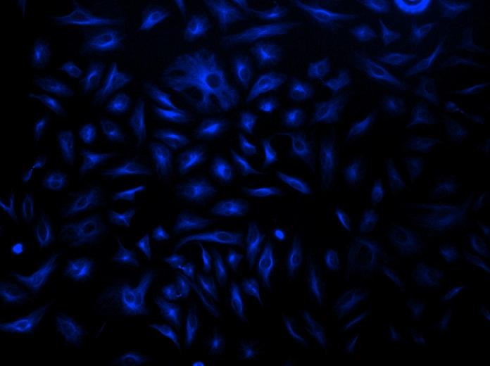 HeLa cells were incubated with mouse anti-tubulin and biotin goat anti-mouse IgG followed by AF350-streptavidin conjugate.