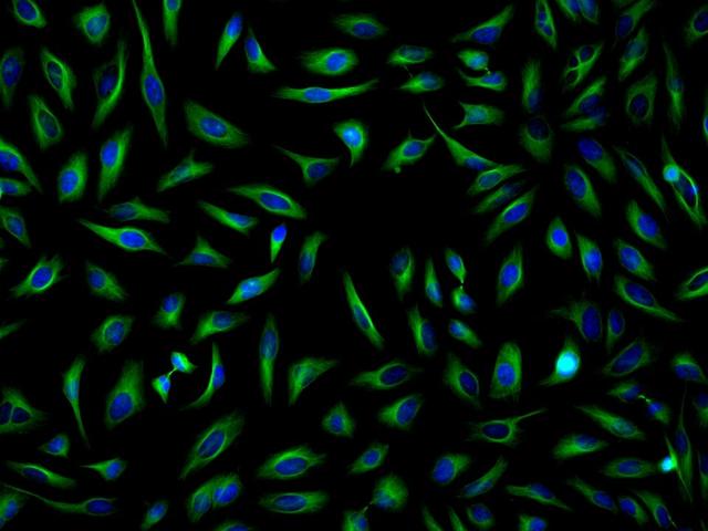 HeLa cells were incubated with mouse anti-tubulin and biotin goat anti-mouse IgG followed by AF488-streptavidin conjugate (Green). Cell nuclei were stained with Hoechst 33342 (Blue, Cat#17530).