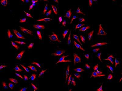 HeLa cells were incubated with mouse anti-tubulin and biotin goat anti-mouse IgG followed by AF594-streptavidin conjugate (Red). Cell nuclei were stained with Hoechst 33342 (Blue).