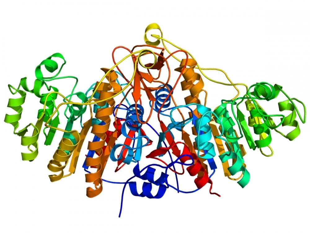 Calf Intestinal Alkaline Phosphatase (CIP or CIAP) nonspecifically catalyzes the dephosphorylation of 5´ and 3´ ends of DNA and RNA phosphomonoesters. CIAP also hydrolyses ribo-, as well as deoxyribonucleoside triphosphates (NTPs and dNTPs). CIAP is useful in many molecular biology applications such as the removal of phosphorylated ends of DNA and RNA for subsequent use in cloning or end-labeling of probes. CIAP conjugates have been widely used in immunological assays and tests in combination with a variety of color or fluorogenic AP substrates. AAT Bioquest offers the largest collection of fluorogenic AP substrates for developing AP-based ELISA assays and tests.