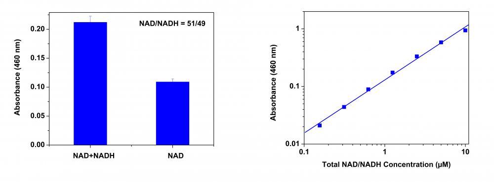 Amplite® Colorimetric NAD/NADH Ratio Assay Kit is used to measure total NAD/NADH amount and NAD/NADH ratio in a white/clear 96-well microplate using a SpectraMax microplate reader (Molecular devices). Right: Total NADH and NAD dose response; Left: NAD/NADH ratio: Equal amount of NAD and NADH mixture was treated with or without NAD extraction solution for 15 minutes, and then neutralized with extraction solution at room temperature. The signal was read at 460 nm. NAD/NADH molar ratio is calculated based on the absorbance shown in the figure 1 (left).