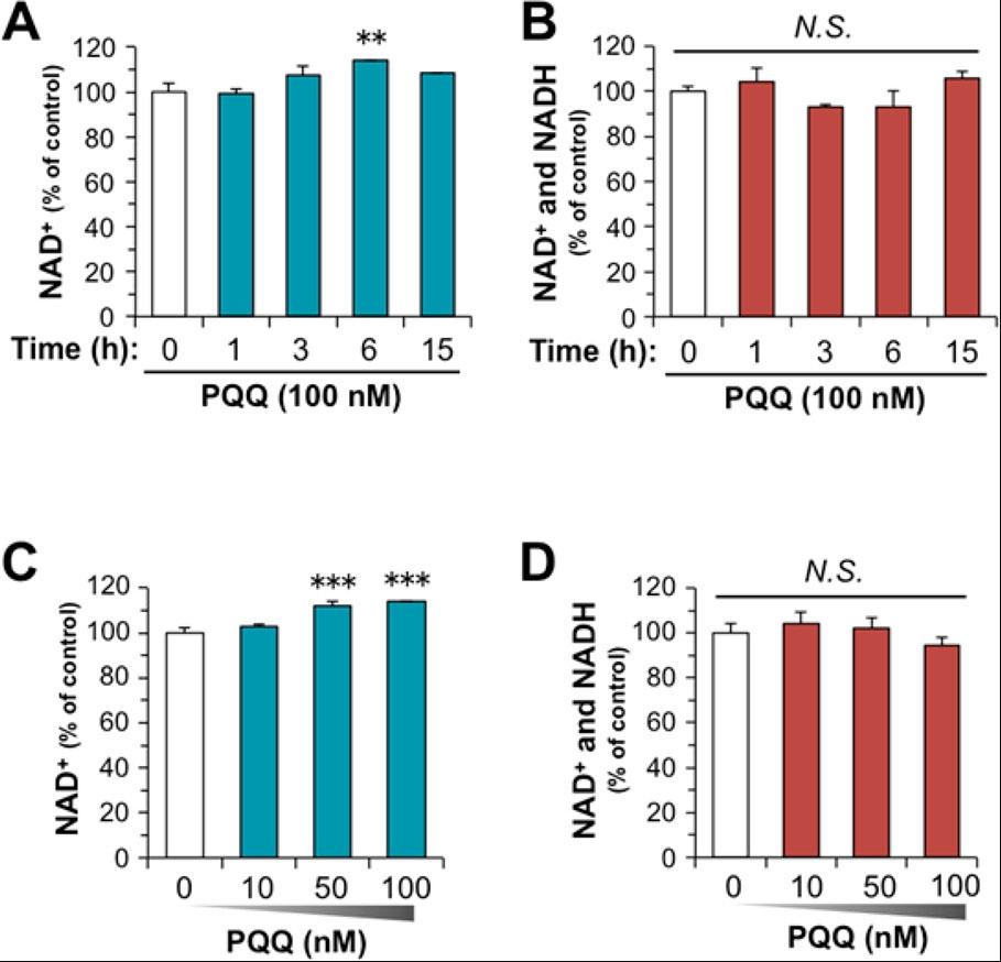 PQQ increases in cellular NAD<sup>+</sup> concentration. (A&ndash;D) NIH/3T3 fibroblasts were incubated with the indicated concentrations of PQQ for times ranging from 1 to 15 h (A and B) or for 6 h (C and D). After the incubation, the cellular levels of NAD<sup>+</sup> (A and C) and total NAD<sup>+</sup> and NADH (B and D) were measured and normalized to the cellular protein content. The results are shown as means &plusmn; SEM (n &ge; 3). N.S. means not significant. **p &lt; 0.01 and ***p &lt; 0.001 vs the vehicle-treated control (ANOVA, Dunnett&rsquo;s multiple-comparison test).&nbsp; Source: <strong>Pyrroloquinoline Quinone, a Redox-Active o-Quinone, Stimulates Mitochondrial Biogenesis by Activating the SIRT1/PGC-1&alpha; Signaling Pathway </strong>by Saihara et al., <em>ACS Publications,</em> Nov. 2017.