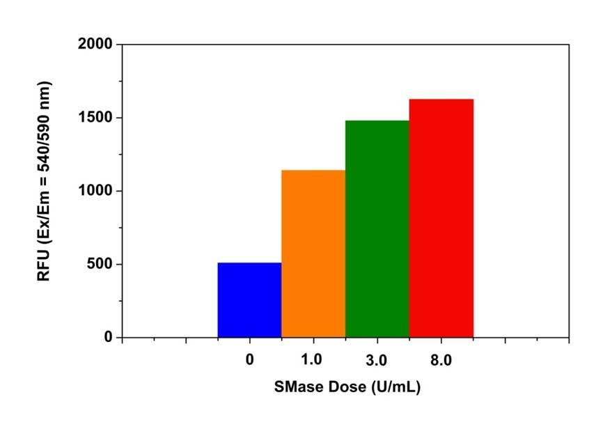 Sphingomyelinase (from human placenta) dose response was measured on a 96-well half-area black plate with Amplite® Fluorimetric Acidic Sphingomyelinase Assay Kit (13622) using a fluorescence microplate reader. 20 &micro;L of SMase standard or control was incubated with 20 &micro;L of sphingomyelin working solution at &nbsp;37 &deg;C for 3 hours, and then 20 &micro;L of sphingomyelinase assay mixture was added into each well. The signals shown in the figure are the readings at Ex/Em = 540/590 nm (cut off at 570 nm) after 2 hours incubation at room temperature.