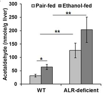 Ethanol-induced changes in the gene expression of alcohol-metabolizing enzymes in WT and ALR-deficient mice. Hepatic acetaldehyde concentration. *Hepatic acetaldehyde was measured using Amplite® Fluorimetric Aldehyde Quantitation kit (10052) (AAT Bioquest, Inc., Sunnyvale, CA). Source: Graph from <strong>Hepatic Deficiency of Augmenter of Liver Regeneration Exacerbates Alcohol-Induced Liver Injury and Promotes Fibrosis in Mice</strong> by Sudhir Kumar, et al., <em>PLOS ONE</em>, Jan. 2016.