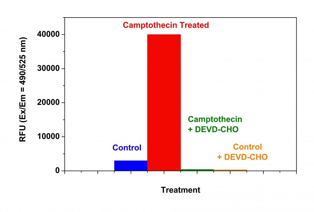 Detection of caspase 3/7 Activity in Jurkat cells. Jurkat cells were seeded on the same day at 80,000 cells/well/90 µL in a black wall/clear bottom 96-well costar plate. The cells were treated with or without 20 µM ofcamptothecin for 5 hours, and/or 5 µM caspase 3/7 inhibitor AC-DEVD-CHO for 10 minutes. The caspase 3/7 assaysolution (100 µL/well) was added and incubated at room temperature for 1 hour. The fluorescence intensity wasmeasured at Ex/Em = 490/525 nm using the NOVOstar instrument (BMG Labtech).