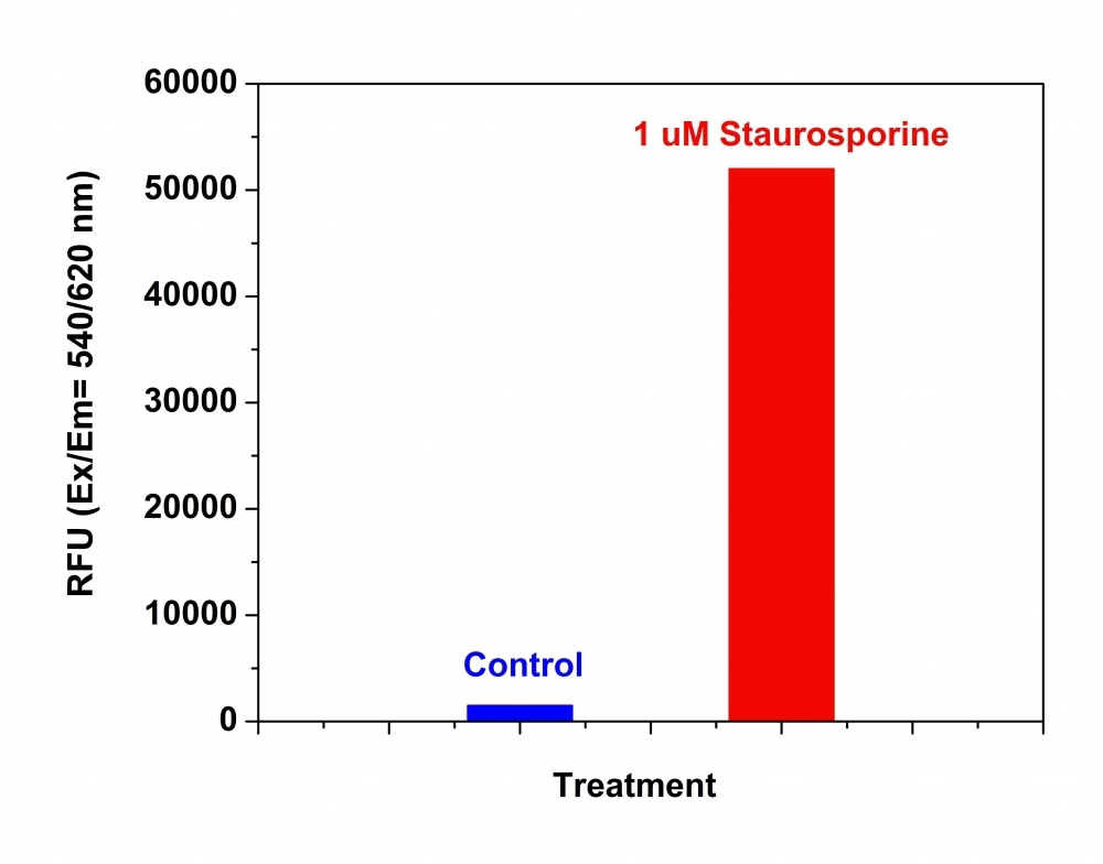 Detection of Caspase 3/7 Activities in Jurkat cells. Jurkat cells were seeded on the same day at 200,000 cells/90 uL/well in a Costar black wall/clear bottom 96-well plate. The cells were treated with staurosporine at the final concentration of 1 uM for 5 hours while the untreated cells were used as control. The caspase 3/7 assay solution (100 uL/well) was added and incubated at room temperature for 1 hour. The fluorescence intensity was measured at Ex/Em = 540/620 nm with FlexStation fluorescence microplate reader (Molecular Devices).