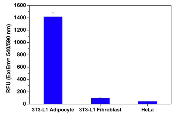 G3P Measurement in 3T3-L1 Adipocyte, 3T3-L1 Fibroblast and HeLa cell lysate with Kit 13837. Cells (1×10<sup>5</sup>) were lysed using ReadiUse™ mammalian cell lysis buffer (Cat#20012). 50 µL of Cell lysate were used for testing. Assay were performed following the kit protocol.
