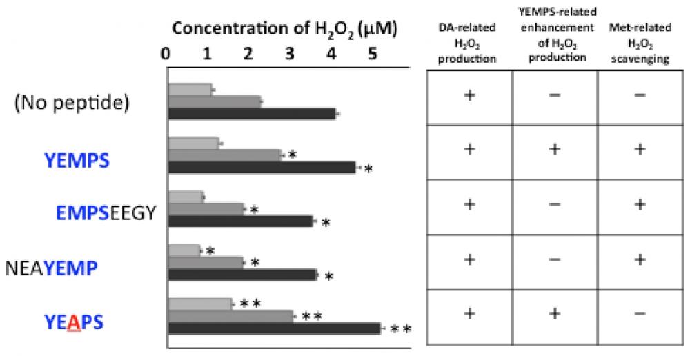 Concentrations of Concentrations of H<sub>2</sub>O<sub>2</sub> produced by DA alone and with various peptides from the C-terminal sequence of &alpha;-syn 15 min (light gray), 30 min (dark gray), and 60 min (black) after incubation. DA alone (no peptide) produced increasing amounts of H<sub>2</sub>O<sub>2</sub> over time. Co-incubation of DA with the YEMPS peptide enhanced H<sub>2</sub>O<sub>2&nbsp;</sub>production, while the Y127- (EMPSEEGY) and S129- (NEAYEMP) lacking peptides produced less H<sub>2</sub>O<sub>2</sub> than DA alone or with the YEMPS peptide. Moreover, co-incubation of DA with the methionine-mutated peptide (YEAPS) produced the highest amounts of H<sub>2</sub>O<sub>2</sub> among all conditions. *p&lt;0.01 vs. no peptide, **p&lt;0.01 vs. no peptide and YEMPS (ANOVA). *Source: Graph from <strong>Dopamine-Mediated Oxidation of Methionine 127 in &alpha;-Synuclein Causes Cytotoxicity and Oligomerization of &alpha;-Synuclein</strong> by Kazuhiro Nakaso, et al., <em>PLOS ONE</em>, Feb. 2013.&nbsp;&nbsp;