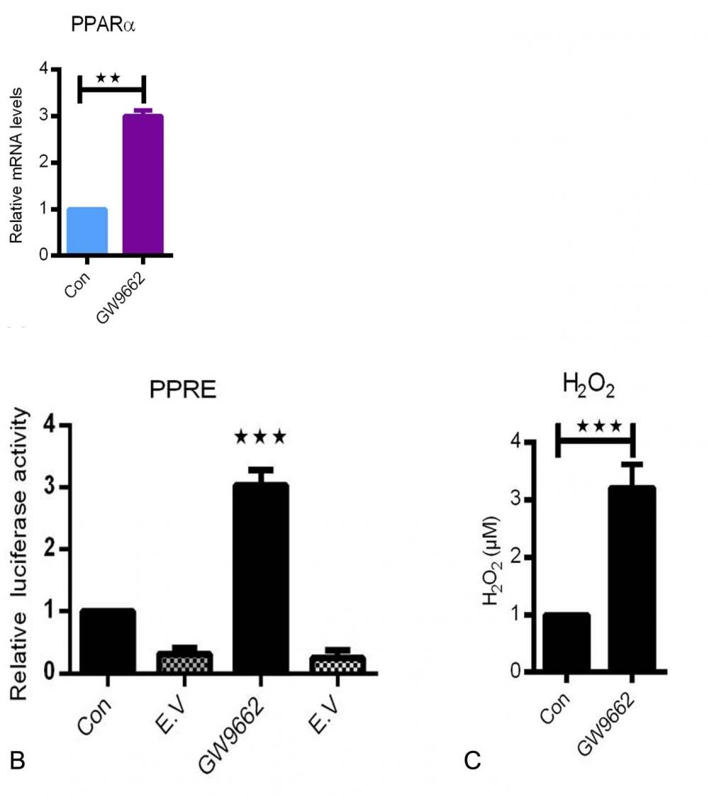 <strong>GW9662 treatment in C22 cells induces PPRE activity and PPAR&alpha; upregulation. C22 cells were treated with PPAR&gamma; antagonist (GW9662) for 24 h with a concentration of 5 &mu;M.</strong><br>Total RNA was isolated from these cultures and subjected to qRT-PCR analysis for PPAR&alpha; (A). The expression of the house keeping gene HPRT was used for normalization. Values &plusmn; SEM represent the mean relative fold induction from three independent experiments. **P &le;0.01; ***P &le;0.001. Dual luciferase reporter activity of PPRE was measured in C22 cells treated either with control (Con) or GW9662 (B). The activity of luciferase was measured in cell lysates and normalized to the activity of renilla. (E.V-empty vector). Data represent &plusmn; SD of three independent experiments, P value, unpaired Student t-test. The culture supernatants were collected subjected to H2O2 assay as per manufacture instructions (C).Source:&nbsp;<strong>PPAR&alpha;-mediated peroxisome induction compensates PPAR&gamma;-deficiency in bronchiolar club cells</strong> by Srikanth Karnati et al., <em>PLOS</em>, Sept 2018.
