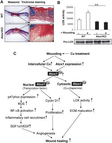 Atox1 is required for ECM maturation and Cu enzyme LOX activation. (A,B) Masson&rsquo;s Trichrome staining, scale bars&thinsp;=&thinsp;500&thinsp;&mu;m (A) and LOX activity (B) in wound tissues at day 7 after wounding in WT and Atox1<sup>&minus;/&minus;</sup> mice. In (A) boxed regions are shown at higher magnification to the right, scale bars&thinsp;=&thinsp;100&thinsp;&mu;m. Blue color indicates the collagen deposition; light red or pink for keratin, muscle or cytoplasm; and dark brown or black for cell nuclei. W: wound area; WE: wound edge In (B) a graph represents mean&thinsp;&plusmn;&thinsp;SE for LOX activity and a western blot represents Pro-LOX protein expression in wound tissues at days 0 and 7 (n&thinsp;=&thinsp;3. **p&thinsp;&lt;&thinsp;0.01 vs. WT). (C) Schematic diagram showing the essential role of Cu-dependent transcription factor and Cu chaperone function of Atox1 in Cu-dependent wound healing.&nbsp;Source: <strong>Endothelial Antioxidant-1: a Key Mediator of Copper-dependent Wound Healing <em>in vivo</em></strong> by Das et al., <em>Scientific Reports,</em> Sept. 2016.